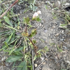 Gratiola pumilo at Aranda, ACT - 17 Mar 2023 05:33 PM