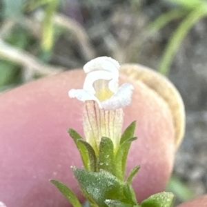 Gratiola pumilo at Aranda, ACT - 17 Mar 2023