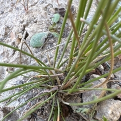 Eleocharis acuta (Common Spike-rush) at Aranda Bushland - 17 Mar 2023 by lbradley