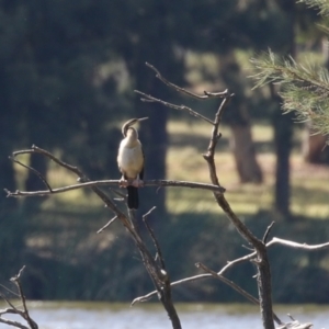 Anhinga novaehollandiae at Greenway, ACT - 16 Mar 2023