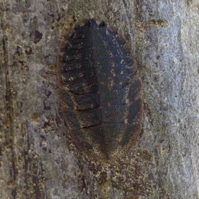 Laxta granicollis (Common bark or trilobite cockroach) at Molonglo Valley, ACT - 17 Mar 2023 by SteveBorkowskis