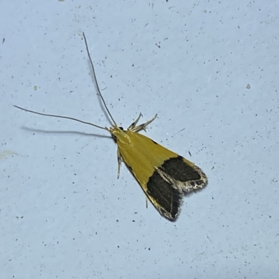 Crocanthes micradelpha (A longhorned moth) at Jerrabomberra, NSW - 16 Mar 2023 by Steve_Bok