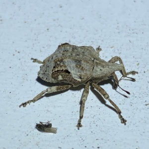 Oemethylus triangularis at Jerrabomberra, NSW - suppressed