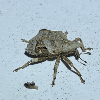 Oemethylus triangularis (Wild Passionfruit Weevil) at Jerrabomberra, NSW - 16 Mar 2023 by SteveBorkowskis