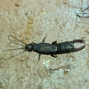 Nala lividipes at Jerrabomberra, NSW - suppressed