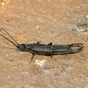 Nala lividipes at Jerrabomberra, NSW - suppressed