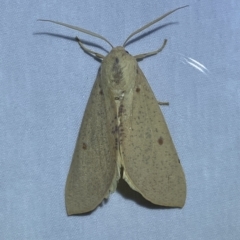 Plesanemma fucata (Lemon Gum Moth) at Jerrabomberra, NSW - 16 Mar 2023 by Steve_Bok