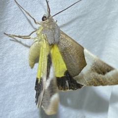 Niceteria macrocosma at Jerrabomberra, NSW - suppressed