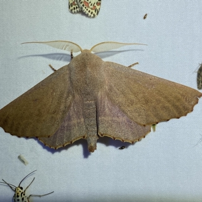 Monoctenia smerintharia (Dark Leaf Moth) at Jerrabomberra, NSW - 16 Mar 2023 by Steve_Bok