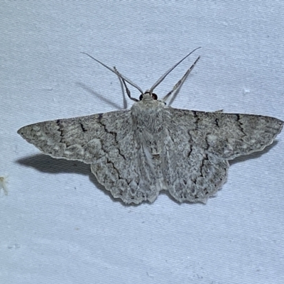 Crypsiphona ocultaria (Red-lined Looper Moth) at Jerrabomberra, NSW - 16 Mar 2023 by SteveBorkowskis