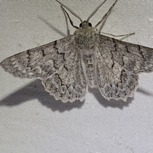 Crypsiphona ocultaria at Jerrabomberra, NSW - 16 Mar 2023