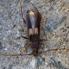 Epithora dorsalis (Longicorn Beetle) at Jerrabomberra, NSW - 17 Mar 2023 by SteveBorkowskis