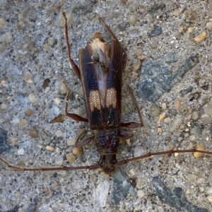 Epithora dorsalis at Jerrabomberra, NSW - 17 Mar 2023