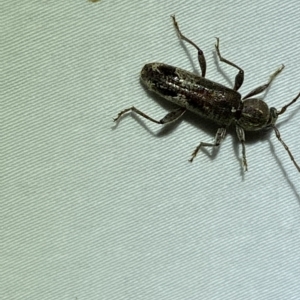 Phacodes personatus at Jerrabomberra, NSW - 16 Mar 2023