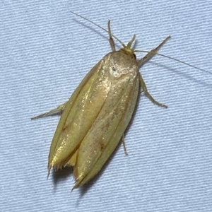 Wingia aurata at Jerrabomberra, NSW - 16 Mar 2023