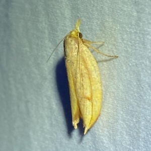 Wingia aurata at Jerrabomberra, NSW - 16 Mar 2023