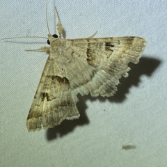 Mocis alterna (Bean Looper) by SteveBorkowskis