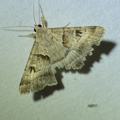 Dichromodes estigmaria at Jerrabomberra, NSW - 16 Mar 2023 by Steve_Bok