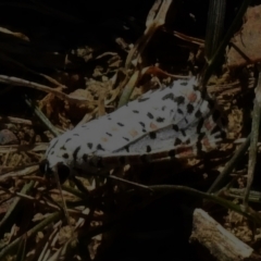 Utetheisa (genus) (A tiger moth) at Cotter River, ACT - 16 Mar 2023 by JohnBundock