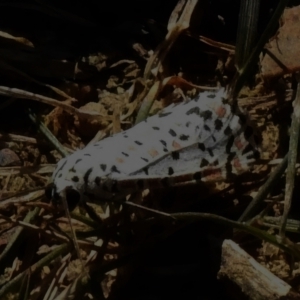 Utetheisa (genus) at Cotter River, ACT - 16 Mar 2023 10:29 AM