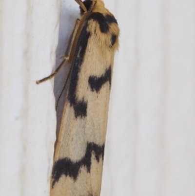 Tigrioides alterna (Alternating Footman) at Chapman, ACT - 17 Mar 2023 by BarrieR