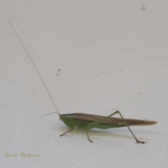 Conocephalus semivittatus (Meadow katydid) at Chapman, ACT - 16 Mar 2023 by BarrieR