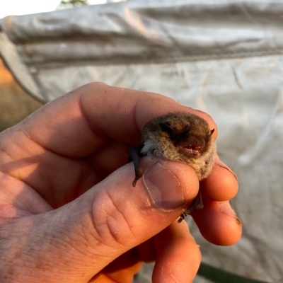 Vespadelus vulturnus (Little Forest Bat) at Googong, NSW - 17 Mar 2023 by Wandiyali