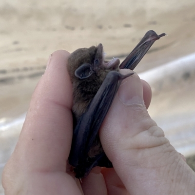 Vespadelus darlingtoni (Large Forest Bat) at Googong, NSW - 16 Mar 2023 by Wandiyali