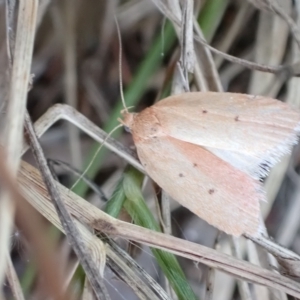 Garrha rubella at Murrumbateman, NSW - 17 Mar 2023