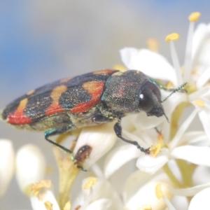 Castiarina sexplagiata at Cotter River, ACT - 15 Mar 2023 01:54 PM