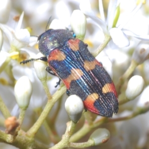 Castiarina sexplagiata at Cotter River, ACT - 15 Mar 2023 01:54 PM