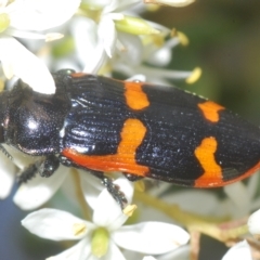 Castiarina bremei (A jewel beetle) at Lower Cotter Catchment - 15 Mar 2023 by Harrisi