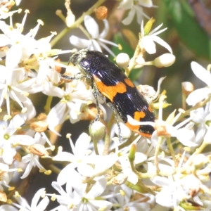 Castiarina bremei at Cotter River, ACT - 15 Mar 2023 01:55 PM