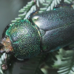 Lamprima aurata (Golden stag beetle) at Cotter River, ACT - 15 Mar 2023 by Harrisi