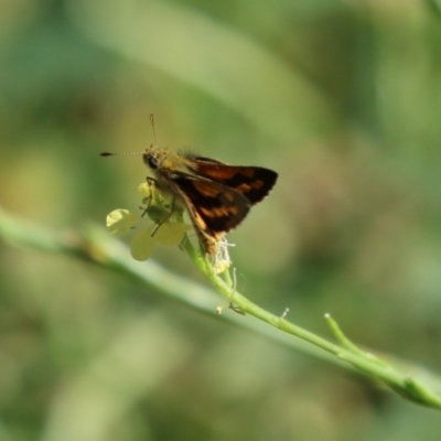 Ocybadistes walkeri (Green Grass-dart) at Paddys River, ACT - 17 Mar 2023 by RodDeb