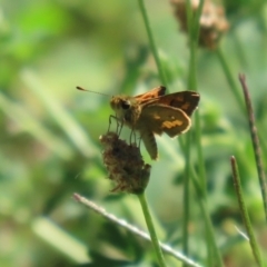 Ocybadistes walkeri at Paddys River, ACT - 17 Mar 2023