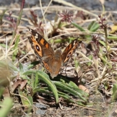 Junonia villida (Meadow Argus) at Point Hut to Tharwa - 17 Mar 2023 by RodDeb