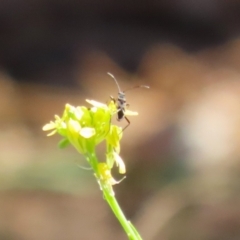 Dieuches sp. (genus) (Black and White Seed Bug) at Point Hut to Tharwa - 17 Mar 2023 by RodDeb