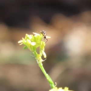 Dieuches sp. (genus) at Paddys River, ACT - 17 Mar 2023