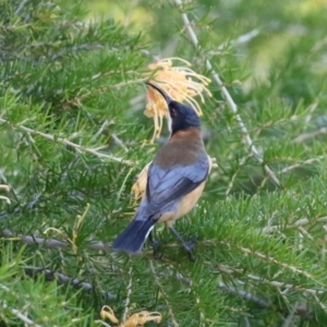 Acanthorhynchus tenuirostris at Paddys River, ACT - 17 Mar 2023