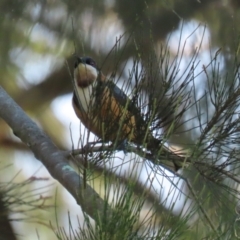 Acanthorhynchus tenuirostris at Paddys River, ACT - 17 Mar 2023