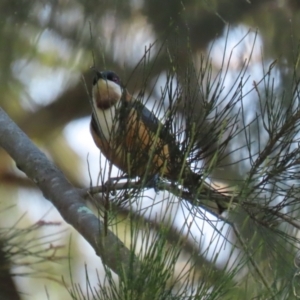 Acanthorhynchus tenuirostris at Paddys River, ACT - 17 Mar 2023