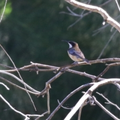 Acanthorhynchus tenuirostris at Paddys River, ACT - 17 Mar 2023 11:00 AM