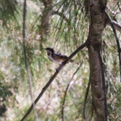 Acanthorhynchus tenuirostris at Paddys River, ACT - 17 Mar 2023