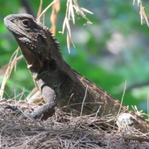 Intellagama lesueurii howittii at Paddys River, ACT - 17 Mar 2023