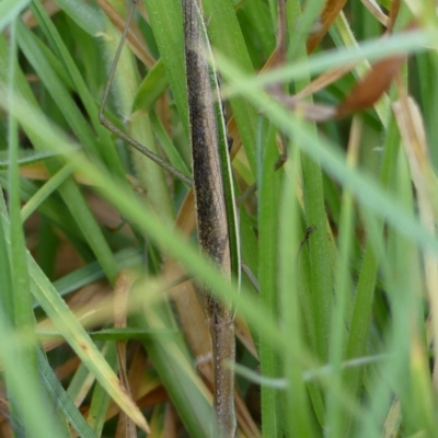 Tenodera australasiae (Purple-winged mantid) at Braemar, NSW - 11 Mar 2023 by Curiosity