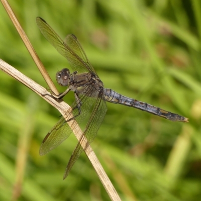 Orthetrum caledonicum (Blue Skimmer) at Braemar, NSW - 14 Mar 2023 by Curiosity