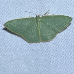 Chlorocoma melocrossa (Cream-fringed Emerald) at Jerrabomberra, NSW - 17 Mar 2023 by Steve_Bok