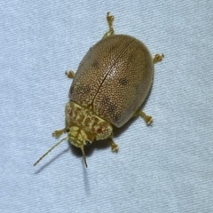 Paropsis atomaria (Eucalyptus leaf beetle) at Jerrabomberra, NSW - 17 Mar 2023 by Steve_Bok