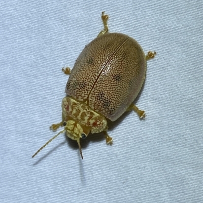 Paropsis atomaria (Eucalyptus leaf beetle) at Jerrabomberra, NSW - 17 Mar 2023 by Steve_Bok